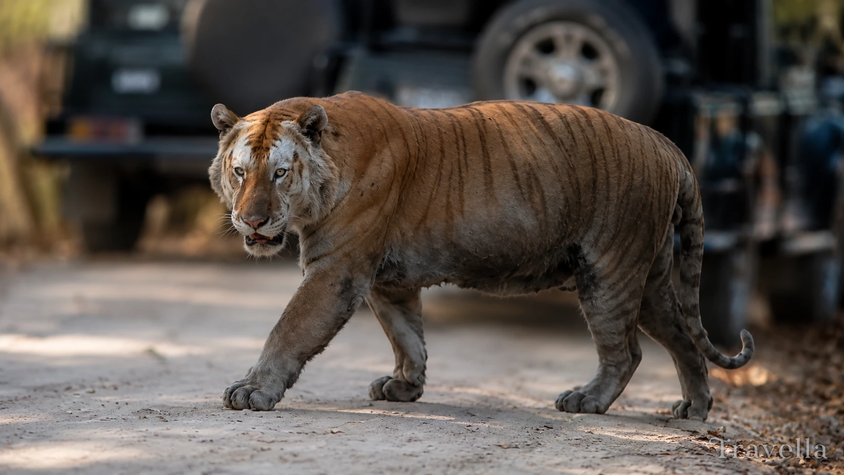 Royal Bengal Tigers in Kaziranga