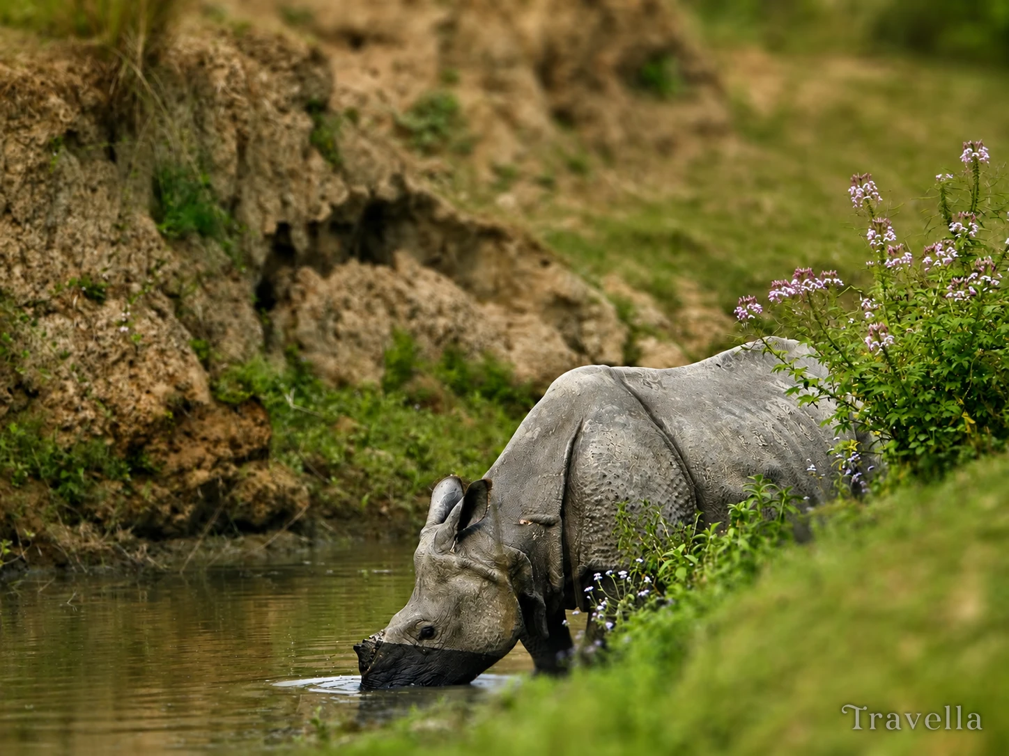 One-Horned Rhinoceros in Kaziranga