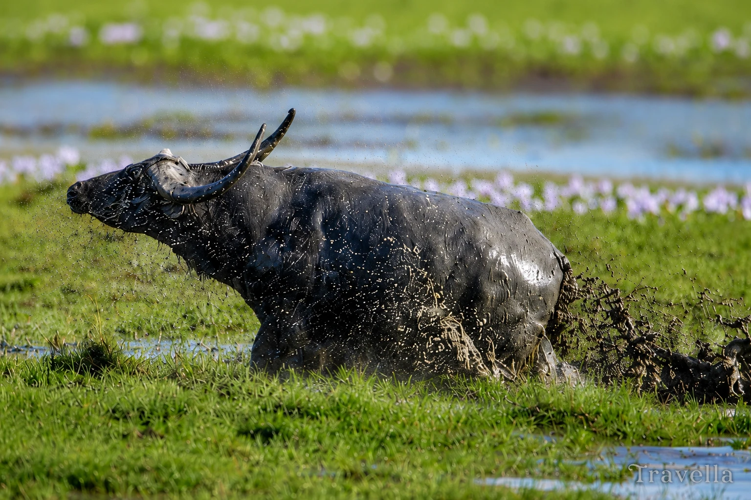 Wild buffalo