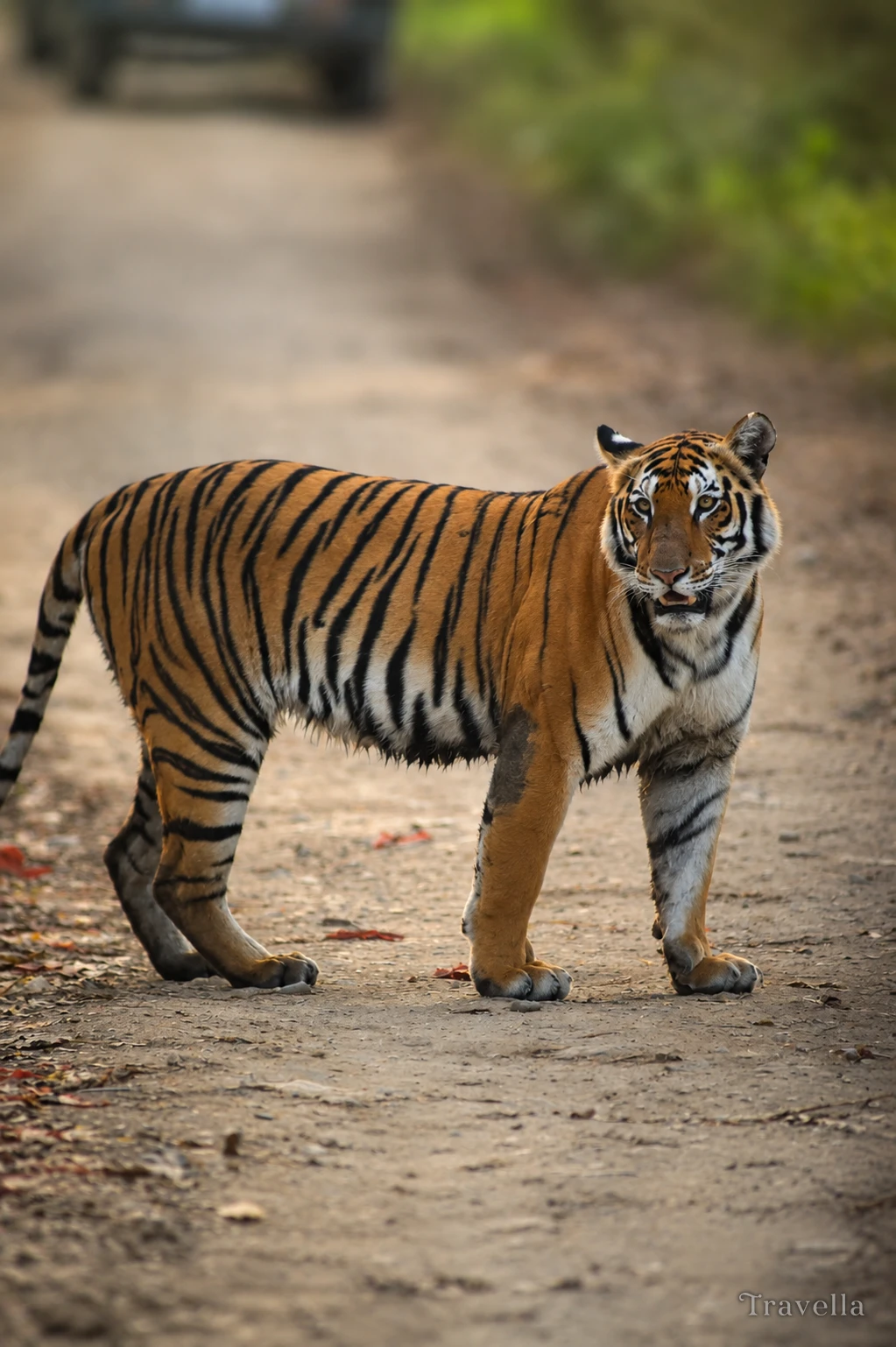 Royal Bengal Tigers in Kaziranga