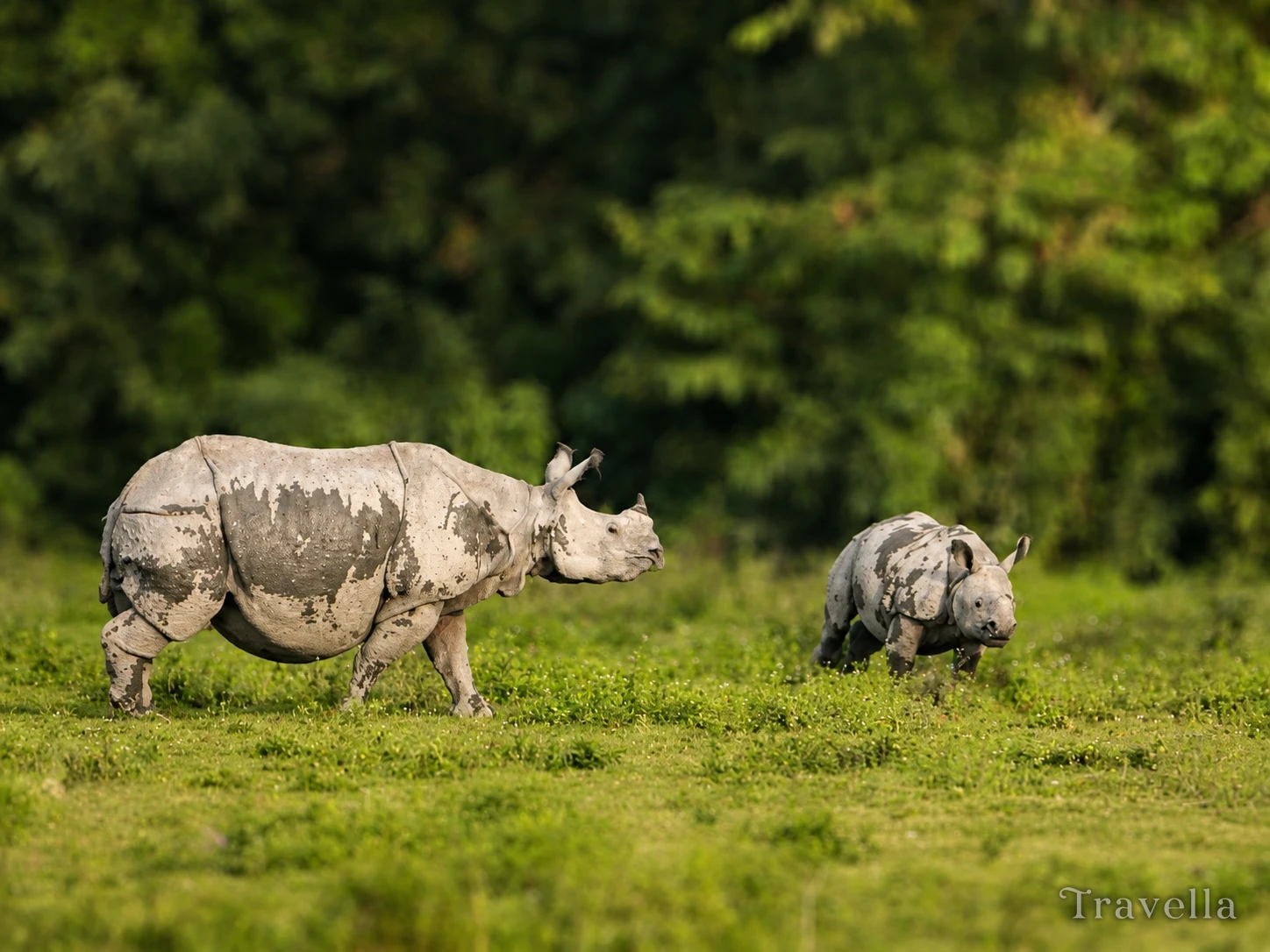 One-Horned Rhinoceros in Kaziranga