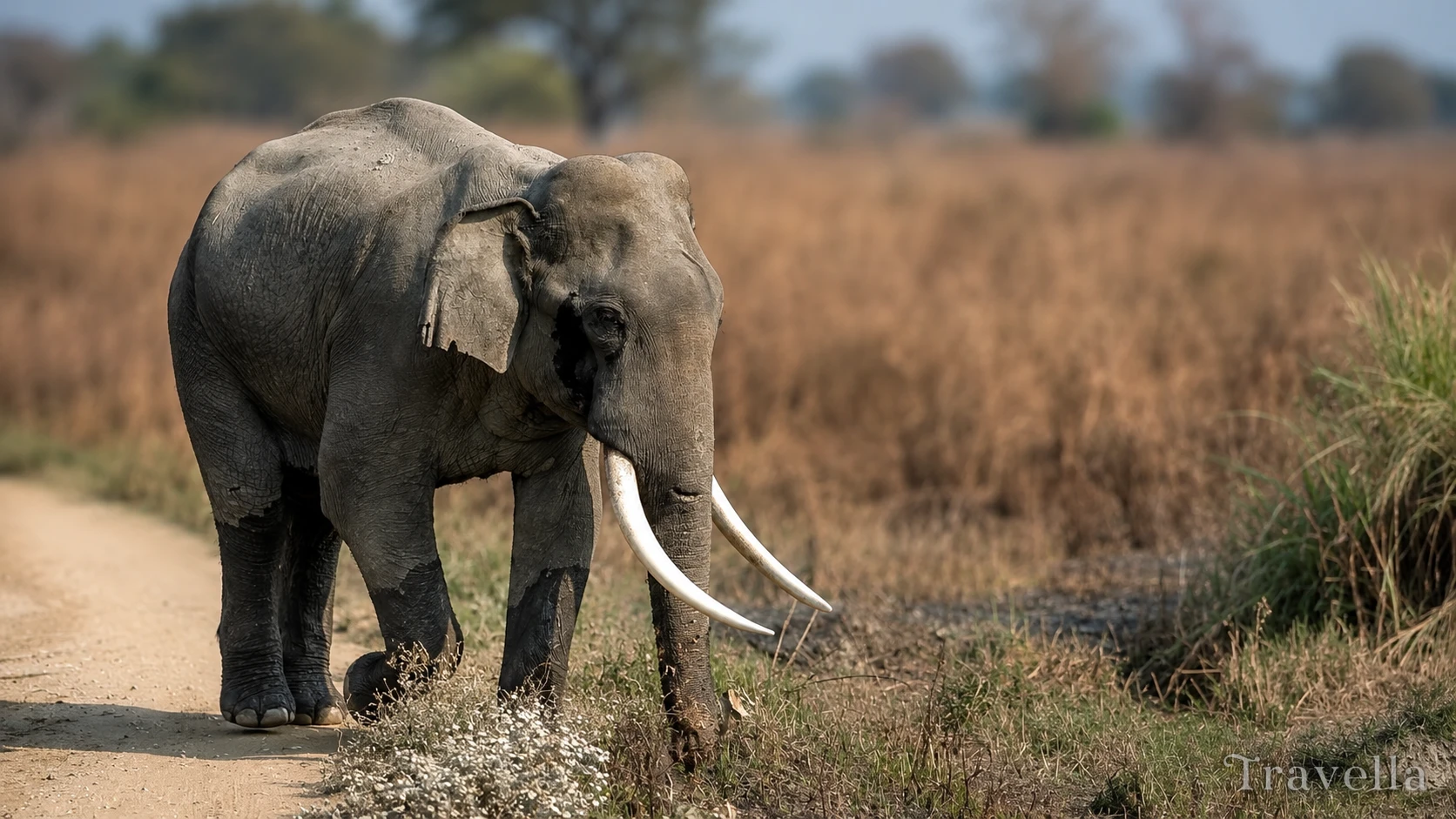 Asian elephant