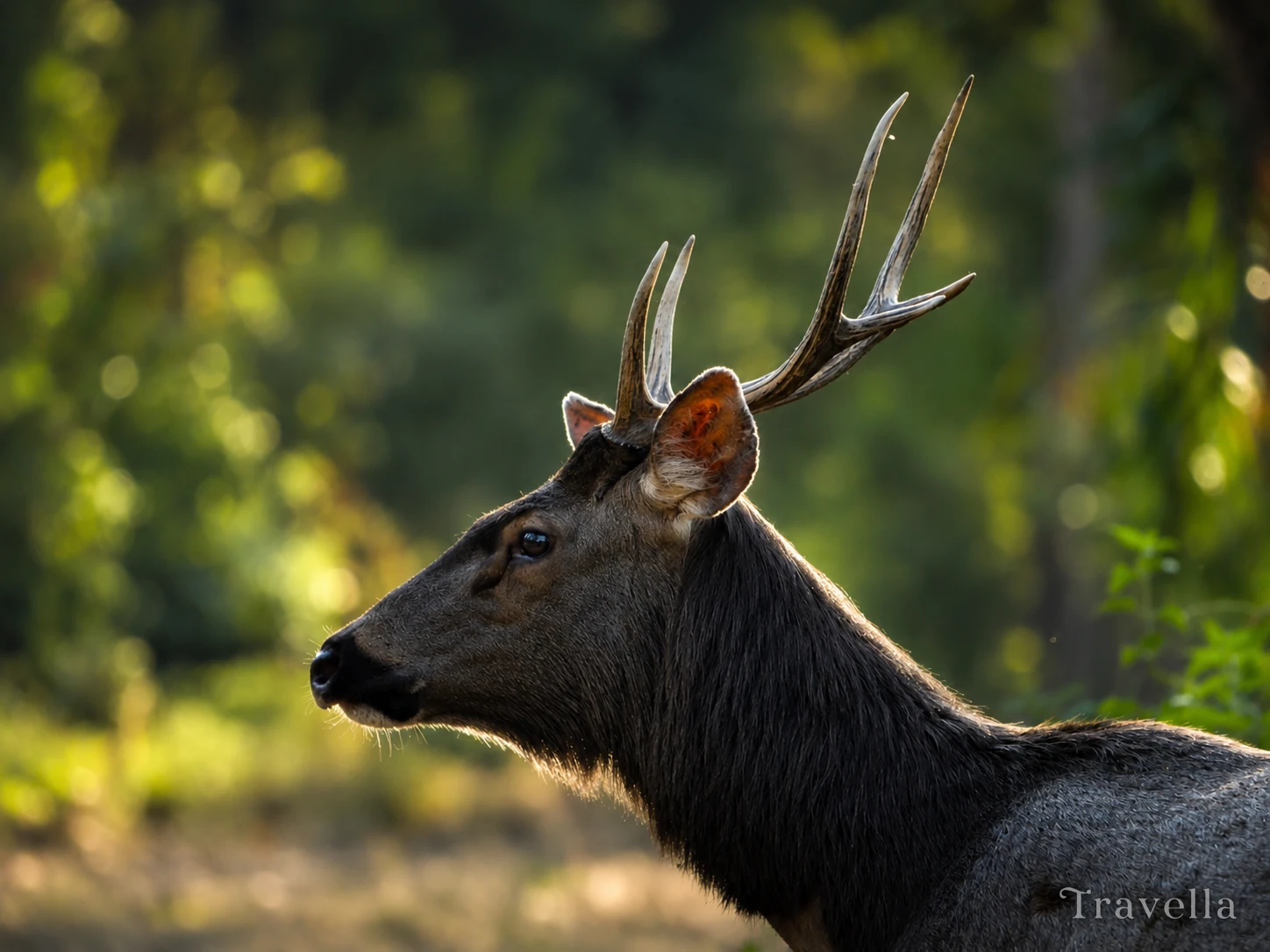 Hog deer