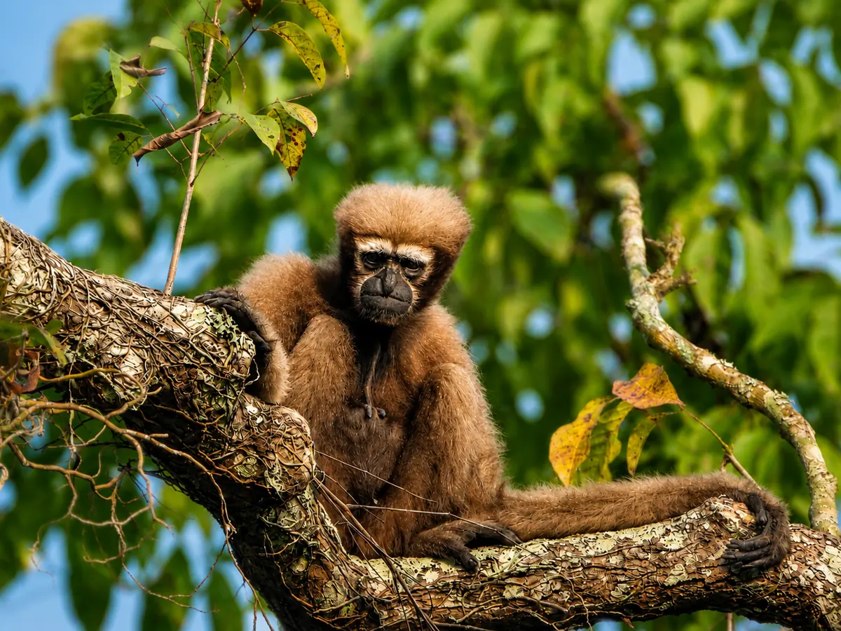 Hoolock Gibbon — India's only ape — resting in the forest canopy of Burapahar