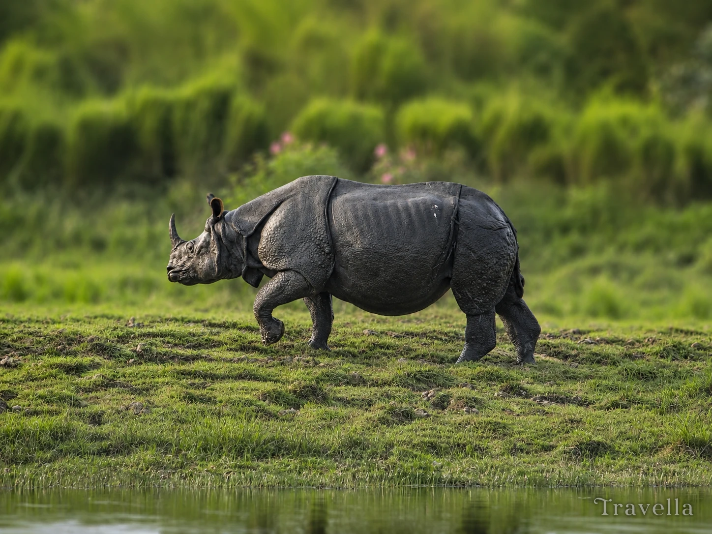 One-Horned Rhinoceros in Kaziranga