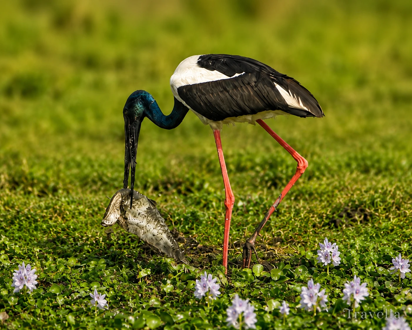 Black-necked stork