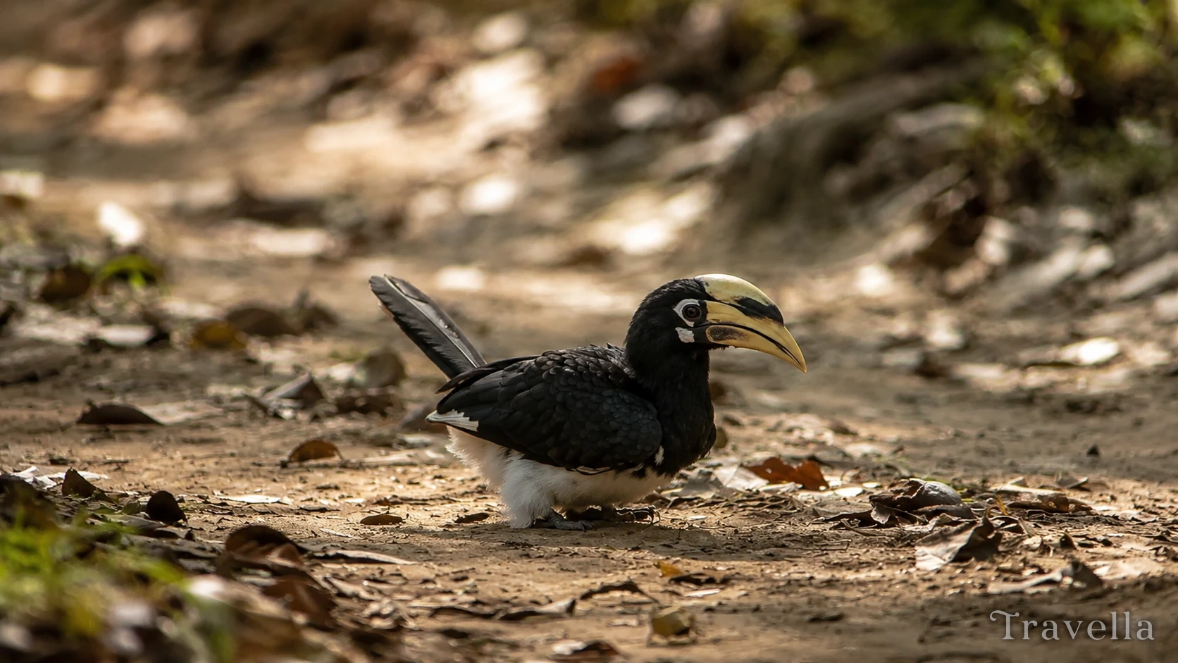 Wetland birds