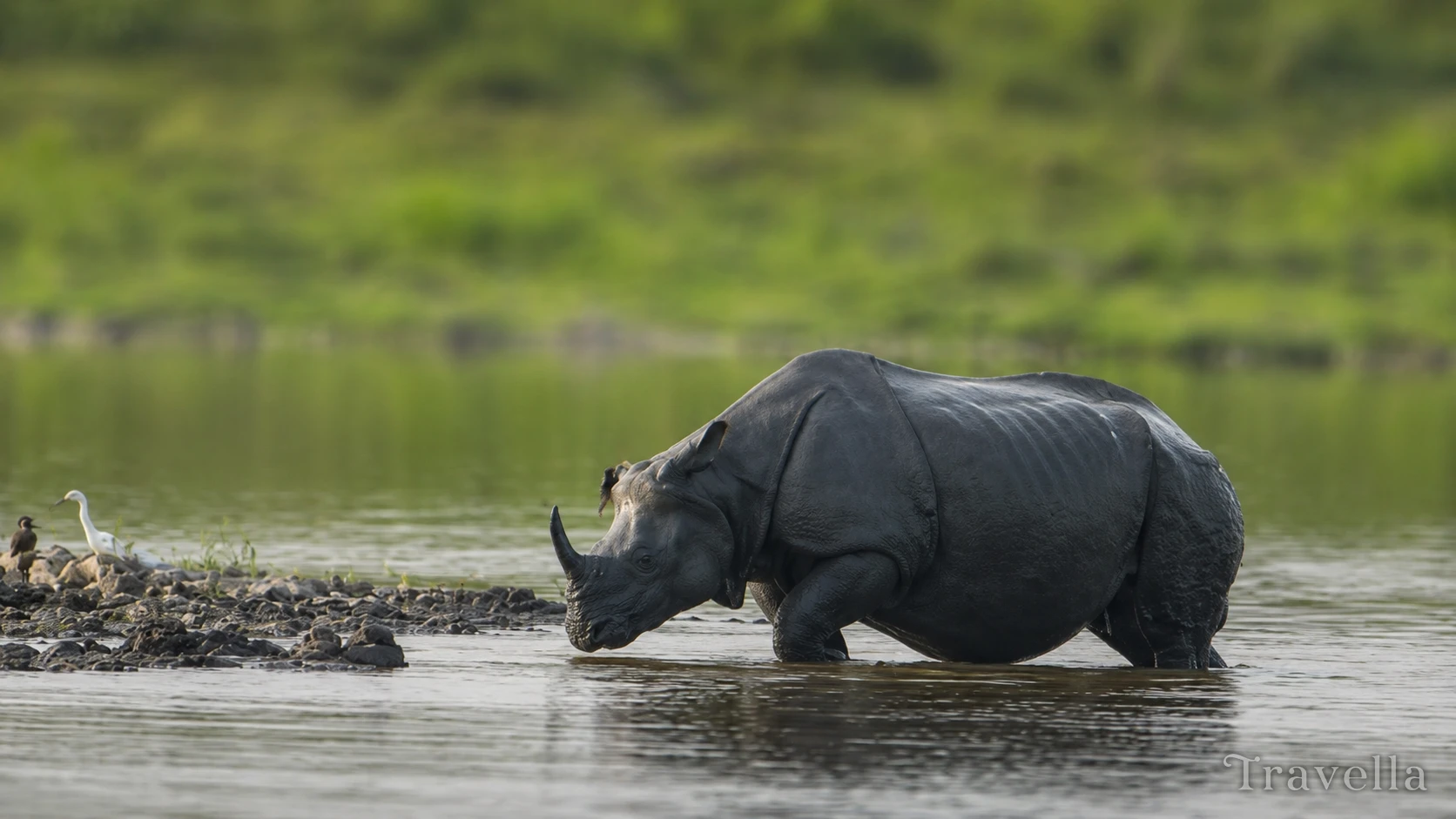An elephant in the forest of Kaziranga