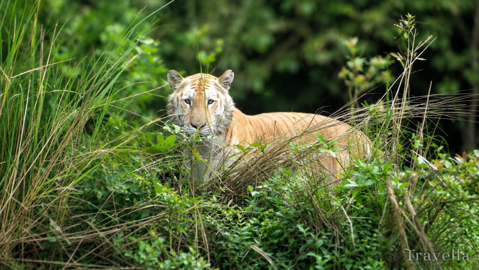 Royal Bengal Tigers in Kaziranga