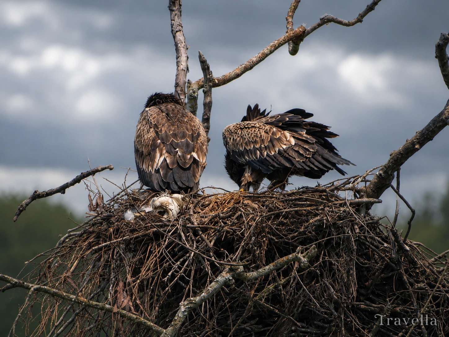 Eagles