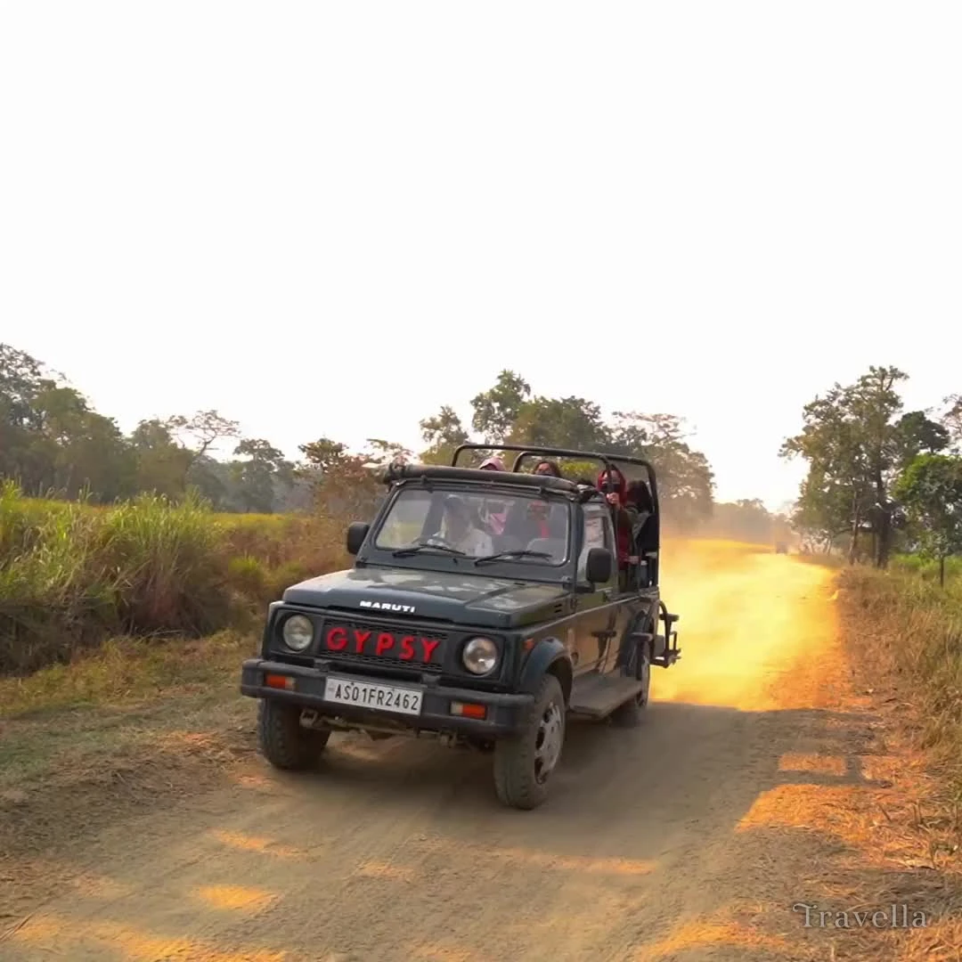 Rhinos in Assam