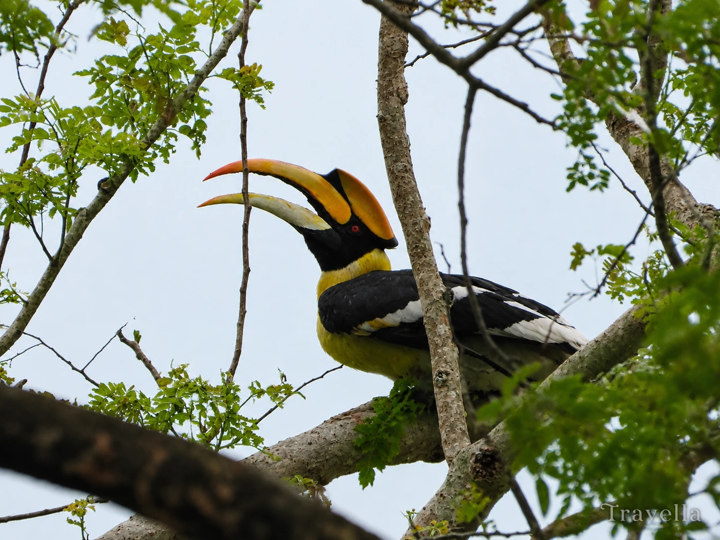 Great hornbill