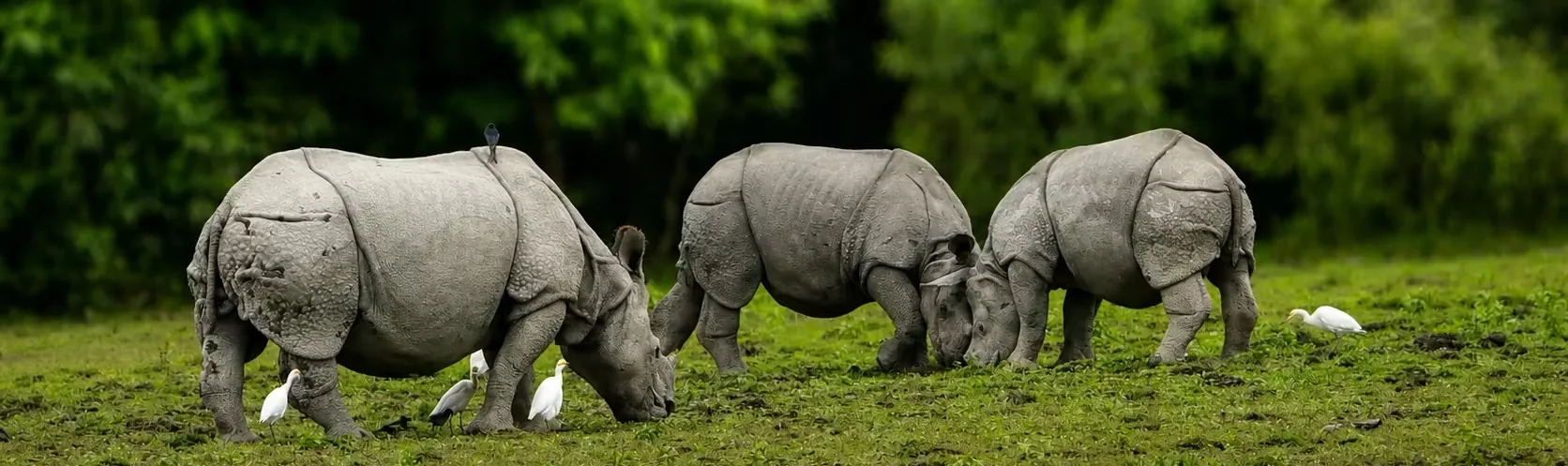 One-Horned Rhinoceros in Kaziranga